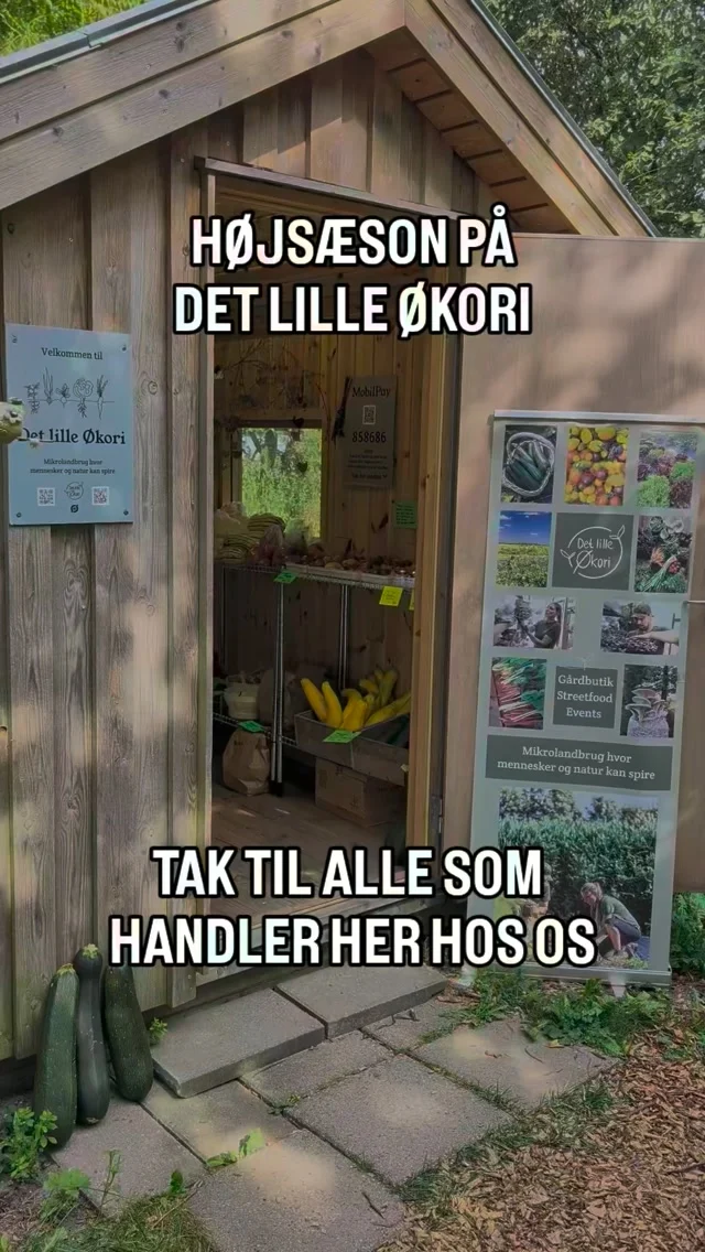 Vores begejstring og taknemmelighed
er stor for alle jer, som tager vejen forbi 
vores lille landsted ! 💚

▶️ Lige nu bugner butikken af sæsonens råvarer – og måske også et par ting, du ikke ser hver dag. Vi har blandt andet Økologisk UFO-squash 🛸 Delikata-græskar 🎃 og som noget nyt i år Auberginer 🍆 ( ja ja det er en sjofel emoji ) 😆

🥔 Friskopgravede Økologiske Kartofler hver dag, Grønne og Gule squash, røde Bladbeder, Salat🥬 sprøde og søde Bønner🫛Tomater🍅 Chili🌶️ Asier, Peberfrugt🫑Asparges-broccoli, Forårsløg, Agur, Kål og afskåret Mikrogrønt samt Østershatte 🍄‍🟫

Og så har vi dansk, økologisk Hvidløg🧄 – noget, der efterhånden kan være svært at finde !

✅ Vi dyrker det hele selv her på Det Lille Økori, Økologisk og regenerativt med stor respekt for jorden, naturen og dyrevelfærd.

Ingenting er opkøbt andre steder. 

✅ Vi kan stå 100 % inde for de frø vi indkøber, måden vi dyrker på og hvad vi sætter i butikken og det som kommer ud til de lokale restauranter. Det er ærligt landbrug!

🦋 Her får naturen lov til at have frit spil ! 

Vi lader græs og vilde planter vokse mange steder, også i forhaven og gårdspladsen og selvom det måske kan se rodet ud for nogen, så har det gjort en kæmpe forskel biodiversiteten ! Vi har blandt andet fået et langt rigere fugleliv, siden vi overtog gården, samt frøer, salamander, sommerfugle og græshopper 🐛

Vi har et begrænset antal timer i døgnet, og det kræver rigtig mange hænder og rigtig meget hårdt arbejde at dyrke jorden og fylde en gårdbutik med friske råvarer.
Derfor betyder det så meget, når I vælger at handle hos os !

Når I lægger jeres indkøb i vores gårdbutik, støtter I ikke bare os. I støtter også den lokale produktion, jorden, biodiversiteten og den natur, vi passer på hver eneste dag.

Uden jer var der ikke noget Økori !

SÅ TAK ! - Tak for hver eneste tur forbi og hver gang, I vælger lokalt og økologisk 💚

Vi er dybt taknemmelige 🌟

Det lille Økori 
GÅRDBUTIK
📍 Lystrupvej 16, 8781 Stenderup 

Økologiske ÆG, MIKROGRØNT, SVAMPE og GRØNTSAGER 🌿

 ➡️ Altid åben