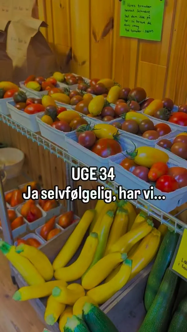 Masser af TOMATER 🍅

Gårdbutikken er hver dag fyldt med lækre, friskhøstede økologiske råvarer fra markedshave og drivhuse.

📔 På reolen finder du Kystlandets bog hvori du kan læse om hvordan vi dyrker jorden og startede op med at skabe Det lille Økori 🌱 
Bogen indeholder ligeledes opskrifter fra lokale restauranter, hoteller og småproducenter. 
Den kan selvfølgelig også købes med hjem

☕ Panja Kunst står for det kreative keramik. Der er gode gave ideer til haven eller hjemmet.

Når du handler og støtter en lille producent som os er du også med til at forme naturens fremtid og skabe mere biodiversitet

📍 Lystrupvej 16, 8781 Stenderup
🛒 Altid åbent for høflig selvbetjening

#gårdbutik #økologisk #økologi #regenerativtjordbrug