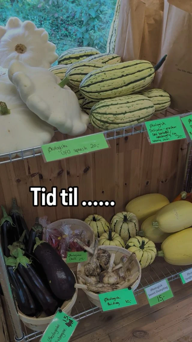 De er landet ! 🚀

UFO squash og alverdens spiselige græskar

Prøv noget nyt - udforsk andre grøntsager end dem du kender ⭐

Det lille Økori Gårdbutik 
📍 Lystrupvej 16, 8781 Stenderup

Økologiske ÆG fra Frilands høns
MIKROGRØNT og SVAMPE
Sæsonens GRØNTSAGER 

 ➡️ Altid åben for selvbetjening

💚 Mikrojordbrug tilbage til rødderne
Fokus på gode råvarer og biodiversitet - hvor mennesker og natur kan spire 🦋 ♻️

Alt er dyrket af os i markedshave opbygget af kompost, for en frugtbar jord

#gårdbutik #økologisk #økologi #regenerativlandbrug