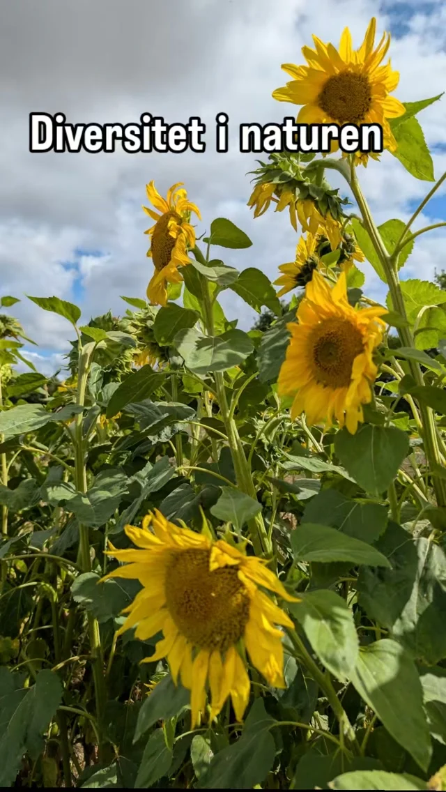 Ikke kun grøntsager – vi dyrker liv ! 🦋

Det som, af nogen, betegnes for at være ukrudt, skaber også plads for insekter, gnavere og fugle.

Det er for os en vigtig del af at dyrke jorden på en måde, hvor naturen også får noget tilbage 🌱

#gårdbutik #økologisk #regenrativtlandbrug