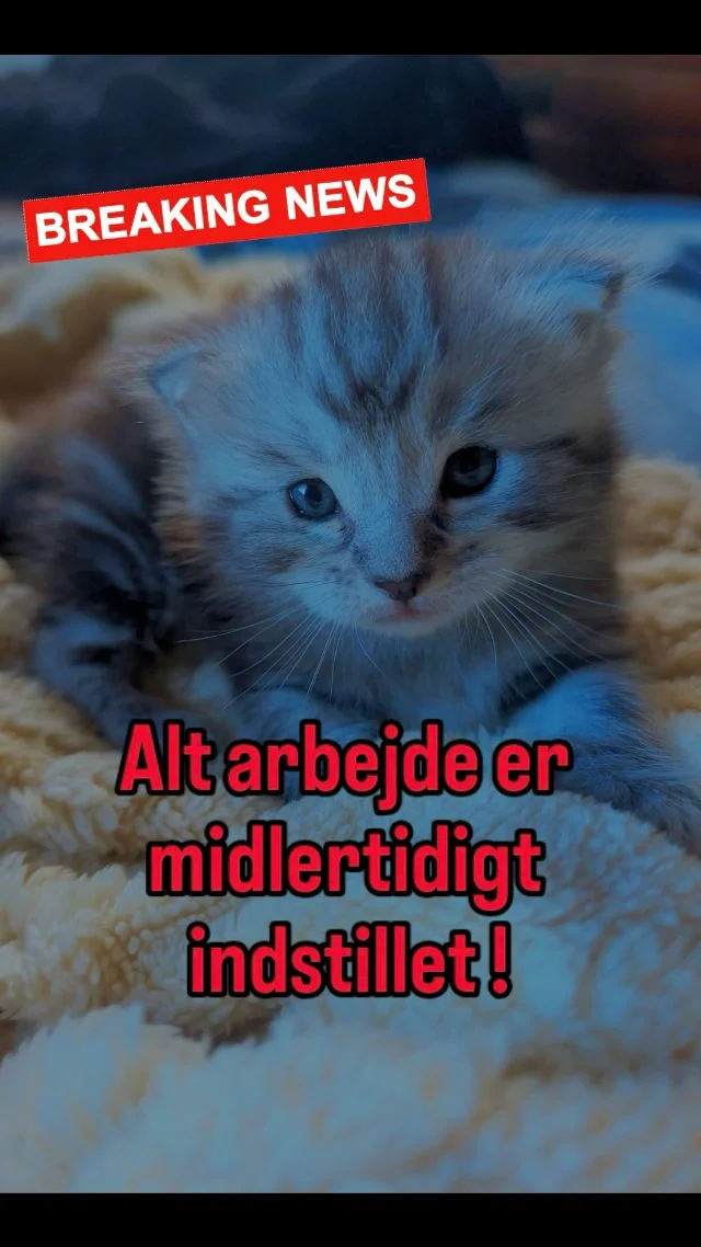 ⛔ Gården er overtaget !
To små, tykke teddybjørne er flyttet ind !

Arbejdet er midlertidigt indstillet.

De skal have masser af opmærksomhed og nus, 
så de kan vokse op til at blive 2 gode gård katte med VIP tilladelse til brug af sofa og fri benyttelse af luksus buffeten.

Vi tager opgaven meget seriøst !

#cat #killing
#maincoon 
#gårdbutik
