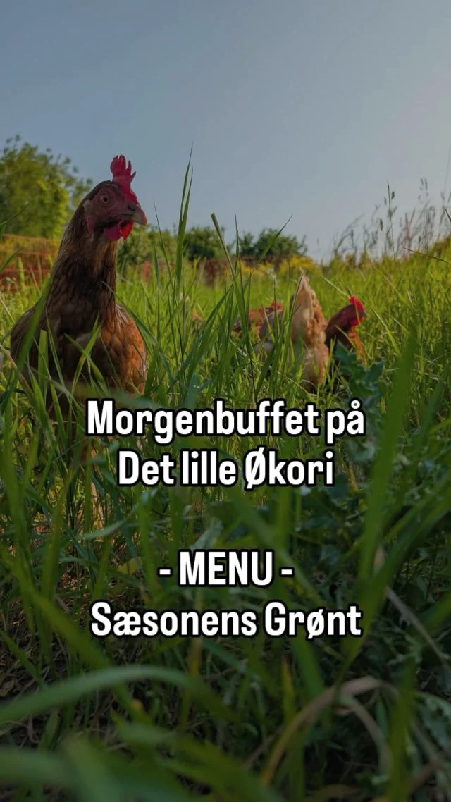 KOM MED TIL MORGENBUFFET ! 

💚 Vores høns elsker sæsonens øko Grønt

Når vi henter æg får hønsene altid en snack og en bette snak 🥚 

👀 Psssssst forleden landede der jo noget nyt hos os som er kommet hele vejen fra Holland.
Inden længe kan I se hvad der er blevet stillet op på vores nye jordstykke 😍

#chicken #høns #økologisk #gårdbutik