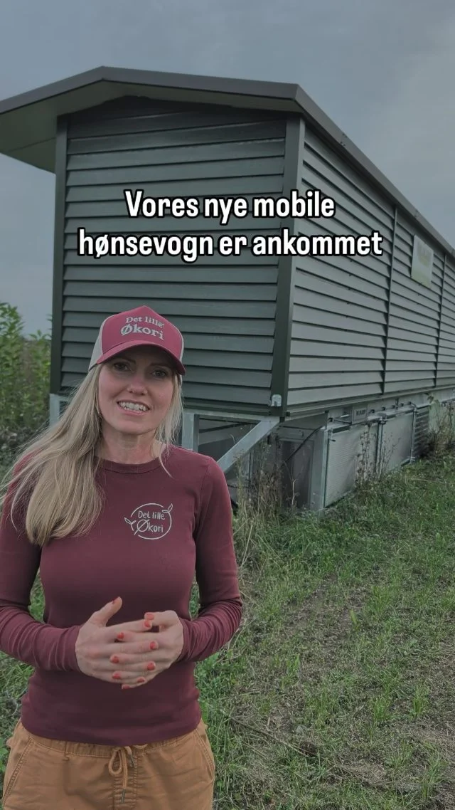 NYHEDEN, I HAR VENTET PÅ! 🐔

Mange af jer har gættet med på, hvad vi har investeret i her på Det Lille Økori 🌱

Korrekt - En størrere hønsemobil fra  @wijkampfarmingsolutions i Holland 🇳🇱

Efterspørgslen på vores økologiske frilands æg har været enorm 🥚
Nogle kommer endda langvejs fra for at købe dem – og det er vi både stolte af og meget taknemmelige for.

For os handler det nemlig ikke kun om æg !
Det handler om hvor maden kommer fra – og hvordan dyrene har haft det.

Vi glæder os til snart at byde vores nye hønsehold velkommen.

➡️ Følg med her, hvor vi løbende fortæller meget mere om hønsene og livet her på Det Lille Økori 🌱

#gårdbutik #høns #økologisk #regenerativtjordbrug