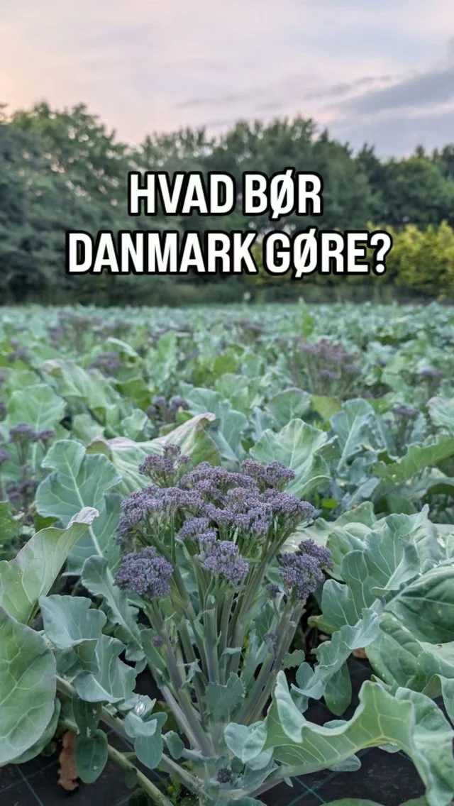 LÆS GERNE ➡️ Vi vil alle gerne have mere dansk grønt – gerne lokalt og økologisk.
Men hvem skal dyrke det?

Drømme og lyst får nogen i gang.
Stædighed får os til at fortsætte.
Men det kan ikke alene sikre Danmarks fremtidige grøntsagsproduktion.

Os, der står med hænderne i jorden, står også med en kæmpe arbejdsbyrde, en stor risiko og en meget beskeden indkomst.
Vejret er vores chef. Tørke, storm, for meget regn eller skadedyr kan koste en hel høst.

Vi har valgt et liv, hvor vi dyrker mad til mennesker. Og vi elsker vores arbejde med grøntsagerne.
Men det kommer også med mange afsavn !
Ingen ferie eller weekend. Lange arbejdsdage – ofte til langt ud på aftenen. Og meget lidt tid og overskud til det helt basale i et almindeligt liv, som de færreste nok ville kunne holde til.

Her tæller hver eneste time; Grøntsagerne skal passes, høstes og sælges, når de er modne. De bør ikke bare lægges på lager.
Vi mener de skal være friske, så de har den bedste kvalitet, smag og næring - sådan BØR grøntsager være. De bør IKKE være fragtet hele vejen fra Peru til Rema !

Vi går ikke på kompromis med den måde, vi dyrker på. Vi ønsker ærlige råvarer hvor naturen respekteres – hvor vi forsøger at give mere tilbage, end vi tager.

Arbejdsvilkårene hænger tæt sammen med økonomien.
Vi bærer selv en stor del af risikoen og den danske sæson for grønt er kort. Der skal et betydeligt overskud til, før vi kan betale en dansk løn. Det er virkeligheden.
Danske avlere svært ved at konkurrere på pris med grøntsager, der produceres under helt andre løn- og arbejdsvilkår i udlandet. Og endnu mere hvis man er økologisk certificeret.

Mange tror fejlagtigt, at hvis man dyrker jorden i Danmark, følger der automatisk landbrugsstøtte med.
Sådan er virkeligheden ikke for os små avlere, selvom vi dyrker med fokus på jordens sundhed, biodiversitet og rene, ærlige råvarer.

Så måske er det største spørgsmål:
Hvor mange vil – eller KAN – leve et liv som grøntsagsdyrker?
Hvis vi som samfund gerne vil have mere dansk, handler det ikke kun om at få flere til at dyrke jorden.

Det handler om at skabe et system, hvor det faktisk er muligt at leve af det.

Hvad synes I, vi skal gøre?