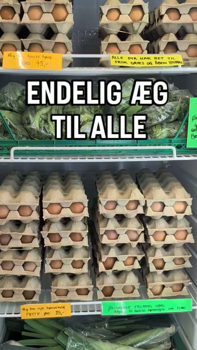 Vores nye hønsehold er begyndt at lægge deres første æg !! 
– og det betyder, at der nu er æg til alle i gårdbutikken 🐔🌱

Vi kalder dem putteæg, fordi de er lidt mindre end æggene fra vores første hønsehold.

✅ Og nu der ingen begrænsning på, hvor mange bakker du må købe med hjem

Kom forbi gårdbutikken og fyld kurven med æg, sæsonens grøntsager og Mikrogrønt 

#økologisk #æg #gårdbutik

🌱 Økologisk Gårdbutik 
Lystrupvej 16,
8781 Stenderup 📍

Altid åben for høflig selvbetjening ⭐