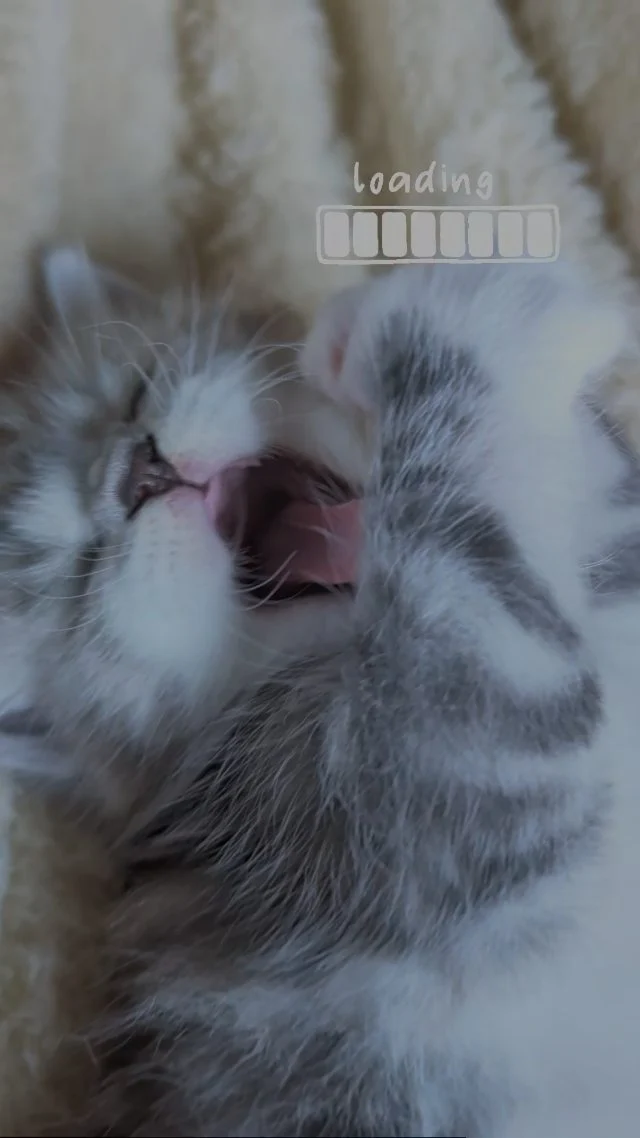 Det er svært at arbejde for tiden - for Pinky og Brain ligger planer om at overtage verdensherredømmet med deres cuteness 🥹

Gårdbutikken må passe sig selv 😅

#kitty #cat #maincoon