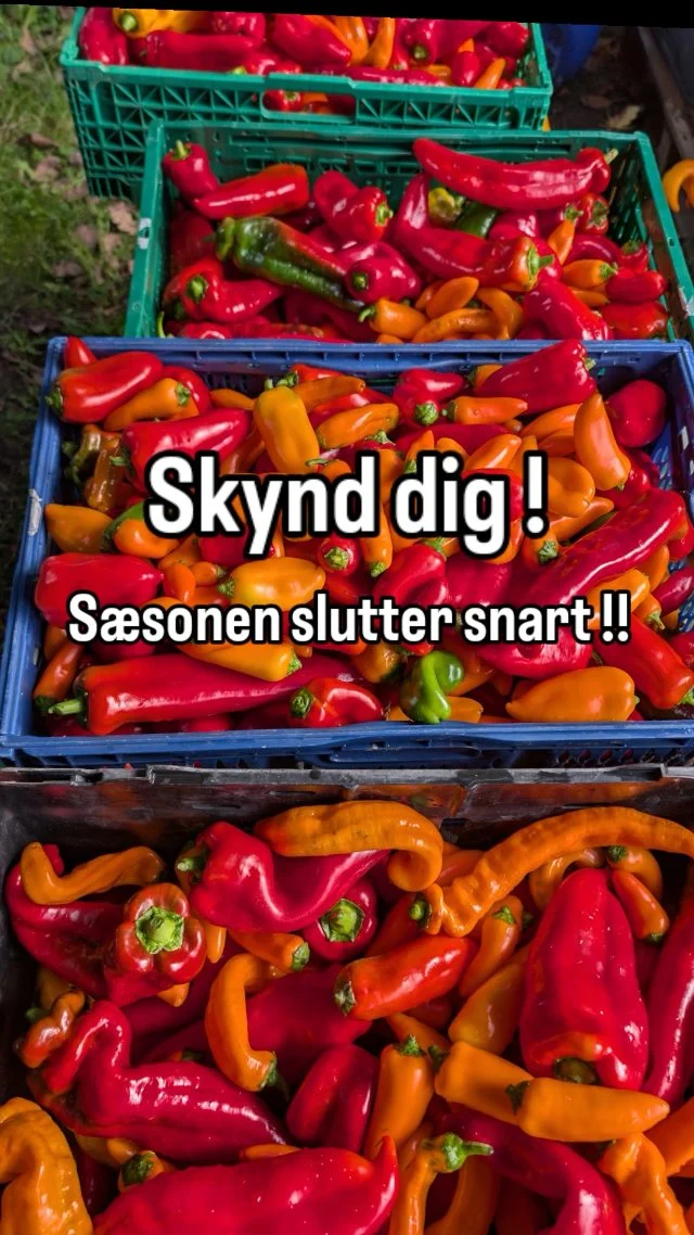 Det er snart sidste chance ! 😧

Knasende sprøde Snack peberfrugt elsker sommer - men vi er gået ind i efteråret og der betyder naturligvis at nogle råvarer så småt forsvinder fra gårdbutikkens udvalg.

Agurker er slut - det næste som følger er Asparges-broccoli, Tomater og Aubergine 

#gårdbutik #økologisk #grøntsager