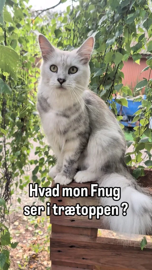 Fnug holder skarpt øje fra jorden, mens Futling er helt ud på de tyndeste grene

Fnug er lidt nysgerrig og meget "misundelig"

#gårdbutik #cat #catvideo