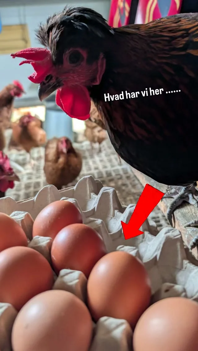 Det lille Økori GÅRDBUTIK 🌱🥚

📍 Lystrupvej 16, 8781 Stenderup

Økologiske ÆG, MIKROGRØNT, 
SVAMPE og GRØNTSAGER 🌿

💚 Mikrojordbrug tilbage til rødderne.
Fokus på gode råvarer og biodiversitet 
- hvor mennesker og natur kan spire 🦋 ♻️

Alt er dyrket af os i markedshave og drivhuse.

#gårdbutik #økologisk #økologi #regenerativlandbrug