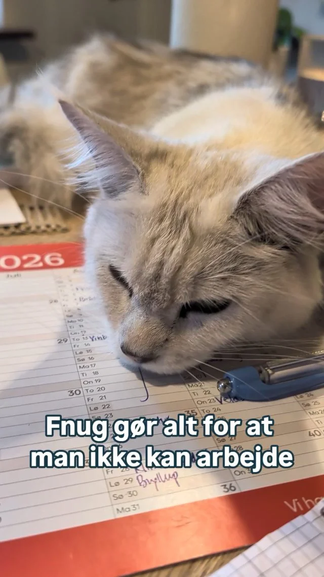 Alle kan have en off dag ! 😖
Fnug holder en pause fra sine udedørs opgaver med at patruljerer muse gemmestederne.

Hun tager en slapper på bordet.
Man hun er svær at komme udenom, da hun har barrikaderet sig midt foran computeren 😅

#maincoon 
#gårdbutik