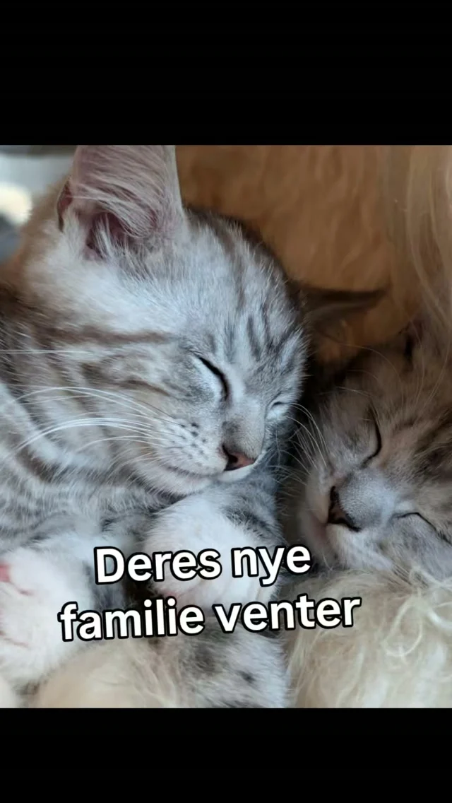 Killingerne drøner rundt med halen i vejret 🐾

Inden længe skal de dog flytte hjemmefra, og det bliver lidt vemodigt for os. 

Men selvfølgelig skal de følges ad !
De 2 uadskillelige makkere skal naturligvis afsted sammen.

Deres nye hjem bliver på Vestkysten ved Nørre Nebel, hvor der venter masser af kærlighed og sjov. De skal nemlig bo hos familien bag 
Toftegaard Økologi – en gård med masser af dyr og åbne vidder.

🐑 Killingerne elsker at putte i fåreskind - og så er det jo ekstra heldigt at Toftegaard har de blødeste skind fra deres egne frilands får.

Hos Toftegaard skal de nok hurtigt charmere sig ind på gårdbutikkens kunder - præcis som de har gjort her hos os ❤️